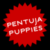 Pentuja! Puppies!