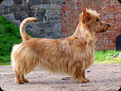 Top-Knot Lindeman's Red